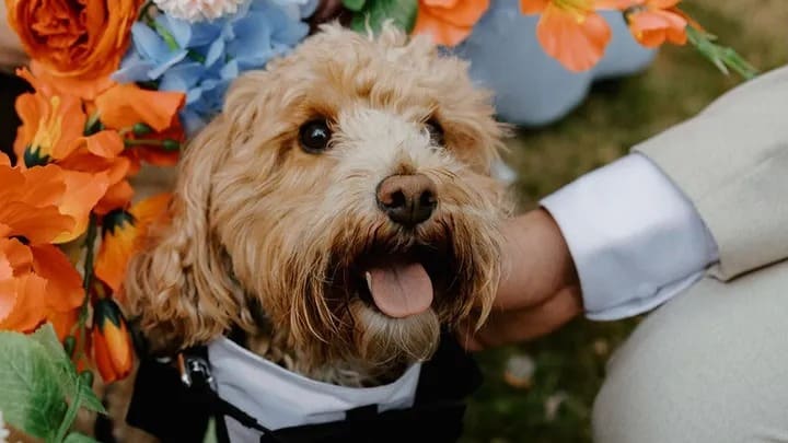 Mango, a Huddersfield dog recovering from emergency spinal surgery