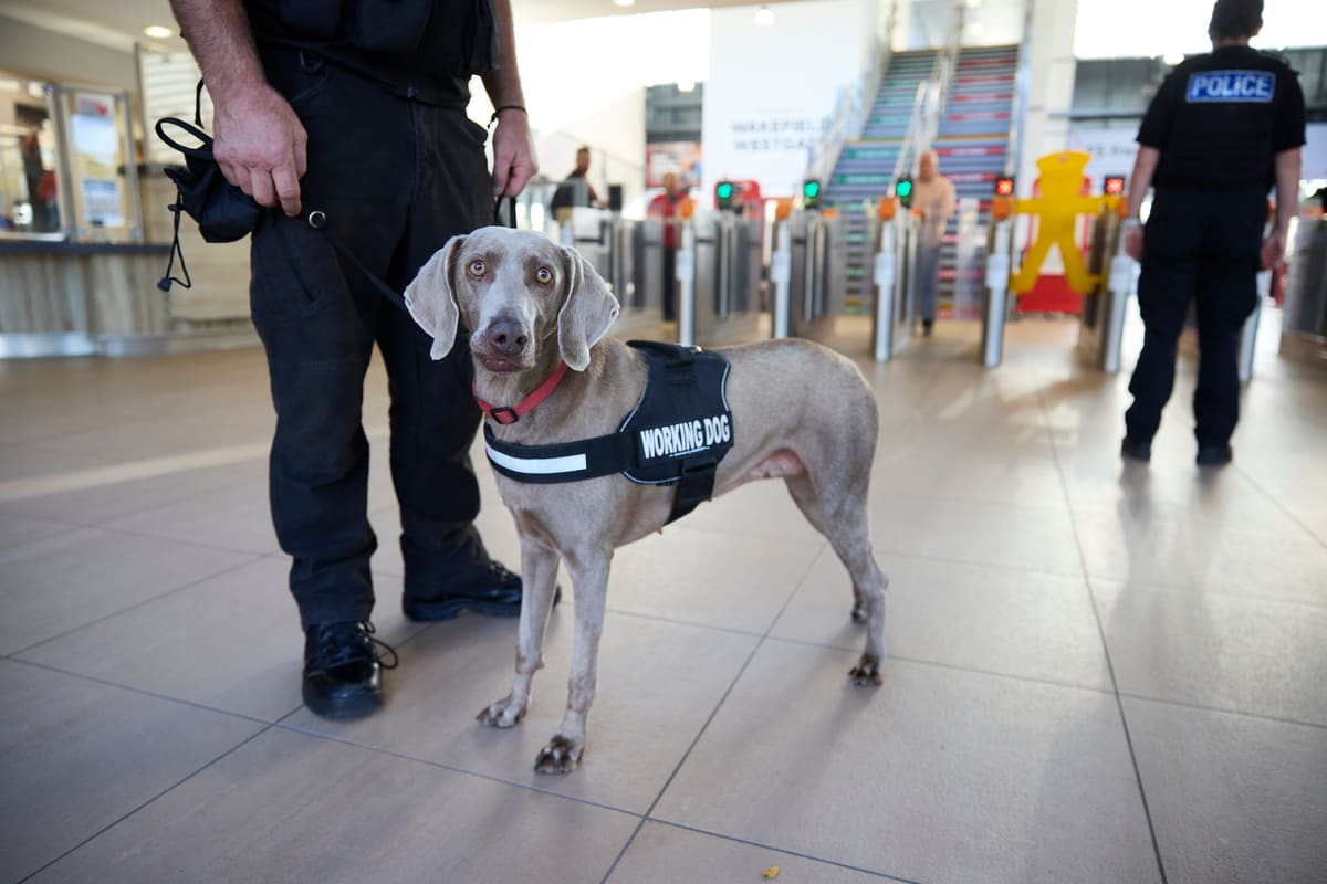 Drug detection dog Roxy with handlers at a public transport station