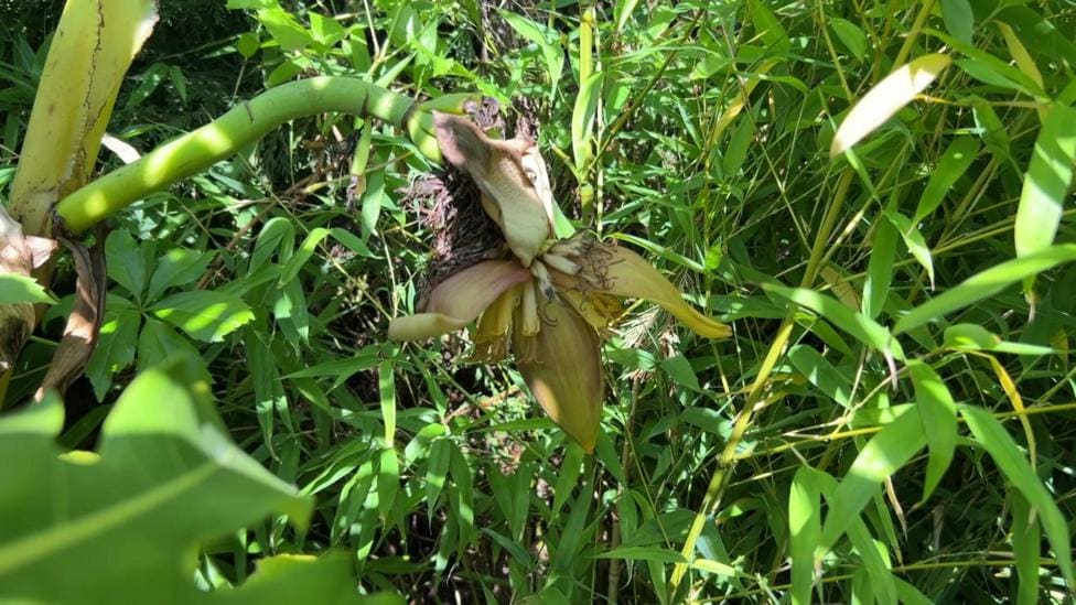 Wakefield Gardener Grows Flowering Banana Plant — Wakefield news photo (BBC Leeds & West Yorkshire)